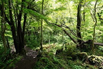 Obraz premium fine path in the mild sunlight