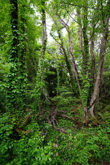 old wild forest in spring
