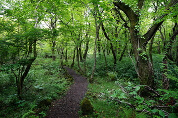 fine spring path through old trees