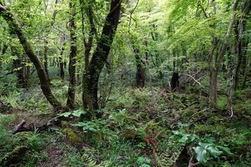 old wild forest in spring
