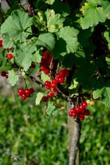Branch of ripe red currant in the garden. Redcurrant berries close up. Detail.