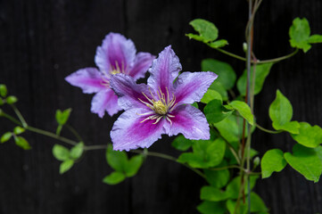 Purple Clematis Flowers Blooming in the garden.