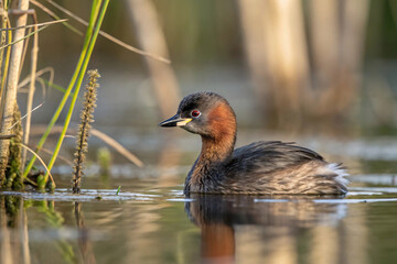 Fototapeta premium A Little Grebe floats among reeds, its rufous cheek and red eye catching the soft glow. Reflections ripple gently in the calm wetland water