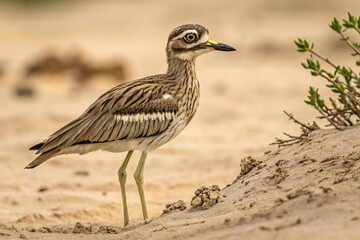 Obraz premium A watchful Thick-knee bird stands beside a tuft of vegetation. Its long legs and intense gaze hint at its keen survival instincts in dry scrublands