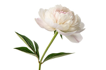 Single White Peony Blossom