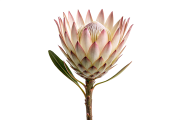 King Protea Flower on Black Background