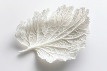 Translucent white leaf with detailed veins on white background
