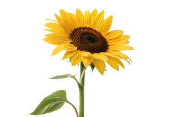 Single Sunflower on Black