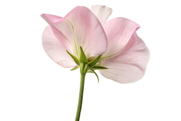 Obraz premium Sweet Pea Blossom