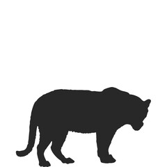 silhouette of a bear isolated on white