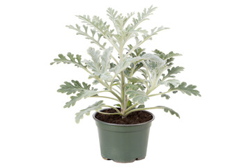 Obraz premium Silver Dusty Miller in Pot