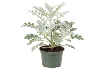 Silver Dusty Miller in Pot
