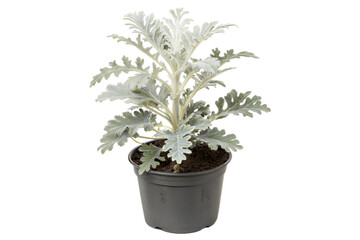 Fototapeta premium Dusty Miller Plant in Pot