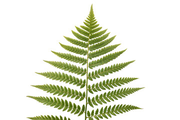 Single Fern Frond