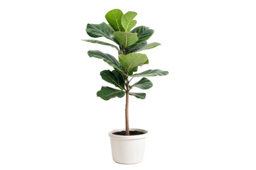 Obraz premium Fiddle Leaf Fig in White Pot