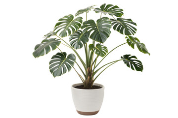 Monstera deliciosa plant in pot
