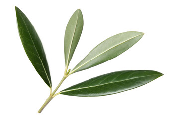 Green Olive Branch with Leaves