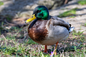 Closeup of a male mallard duck.