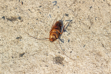 Cockroaches have expired