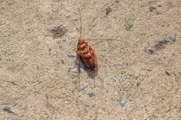 Cockroaches have expired
