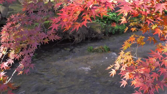 秋の清流
