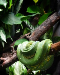 green tree python