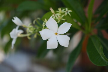 a beautiful white flower in full bloom, captured in sharp focus against a softly blurred green background