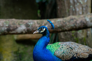 Fototapeta premium Close-up of a beautiful peacock with vibrant blue feathers and a striking crest