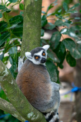 Ring-tailed lemur sitting on a tree branch, looking at the camera.