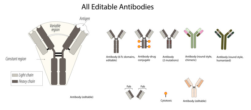 Editable antibodies collections