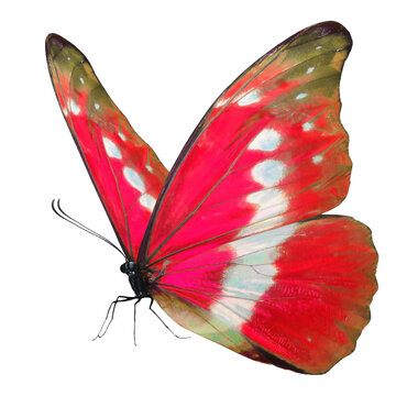 Beautiful​ red butterfly on white​ ​background