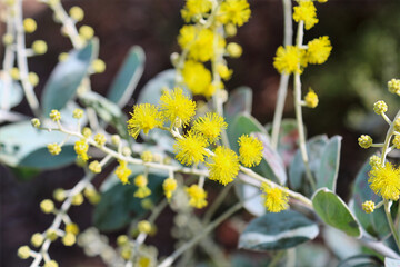 Silver Wattle (Acacia podalyriifolia) in Bloom