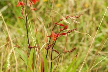 Crocosmia Flowering in Natural Meadow – New Zealand Montbretia