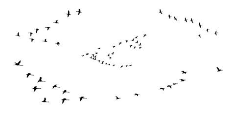 birds silhouette between meals icon © 은지 김