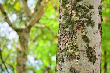 In a sunlit park during early spring, a close-up captures a tree trunk adorned with moss, its texture gently illuminated by the soft seasonal light.