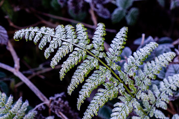 Pacific Northwest Frozen fern leaves in cold winter morning Frost on leaves © olegmayorov