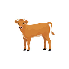 Brown Cow Standing with white background on it