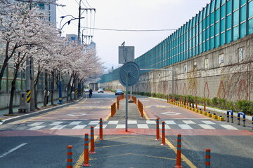 Cherry blossom-lined road approaching Taehwa River underpass