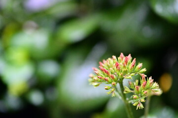 A close-up view of Kalanchoe blossfeldiana buds on a rainy day, their greenish-pink tips glistening with droplets, nestled against a backdrop of softened gray tones.