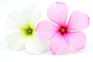 Obraz premium couple of white and pink flowers sitting next to each other