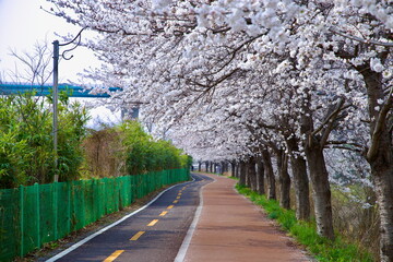 Cherry blossoms arch over Taehwagang cycling path