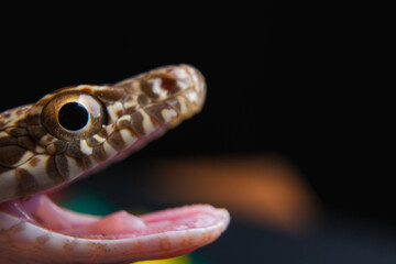 Closeup view of open snake mouth anatomy