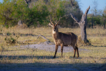 Waterbuck close-up detail, Kobus ellipsiprymnus, large antelope in sub-Saharan Africa. Nice African...
