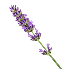 Obraz premium lilac flowers isolated on white background