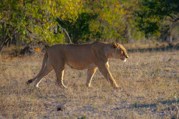 African lion (Panthera leo), female lion, Moremi game reserve, Botswana, Captivating images of Africa's lions, Experience the the wild essence of the continent.