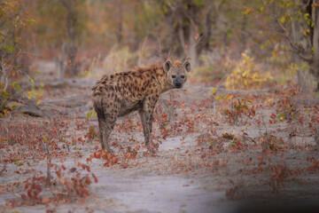 Hyena, detail portrait. Spotted hyena, Crocuta crocuta, angry animal, beautiful evening sunset. Animal pup nature, Okavango delta, Botswana. 