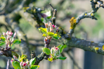apple tree branch with developing young leaves and flower buds. blurred background. beginning of...