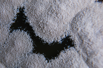 Diverse fungal colonies growing on nutrient agar