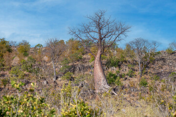 African Baobab Tree in the wild. Adansonia digitata, also called upside-down tree,
