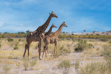 Group of giraffes walking through the valley, Chobe National Park, Botswana. Running giraffes.